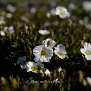 Arenaria montana