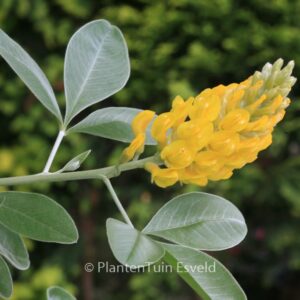 Argyrocytisus battandieri