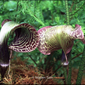 Arisaema griffithii