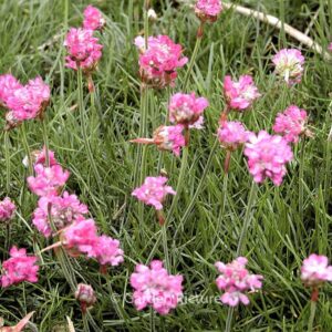 Armeria maritima 'Splendens'