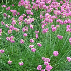 Armeria maritima 'Splendens Perfecta'