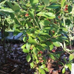 Aronia arbutifolia 'Brilliant'