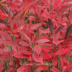 Aronia arbutifolia 'Erecta'