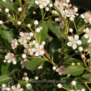 Aronia melanocarpa 'Hugin'
