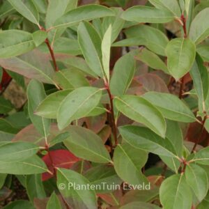 Aronia melanocarpa 'Professor Ed'