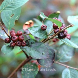 Aronia prunifolia 'Aron'
