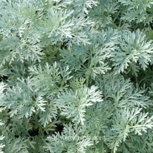 Artemisia 'Powis Castle'
