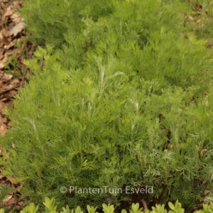 Artemisia abrotanum