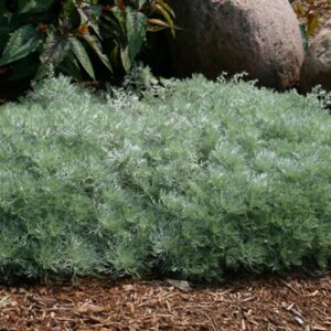 Artemisia schmidtiana 'Nana'