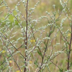 Artemisia vulgaris