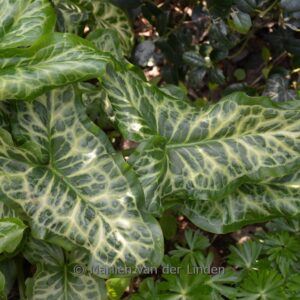 Arum italicum 'Marmoratum'
