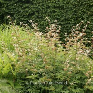 Aruncus 'Horatio'