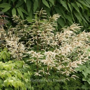 Aruncus aethusifolius