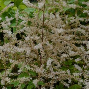 Aruncus aethusifolius 'Johannisfest'