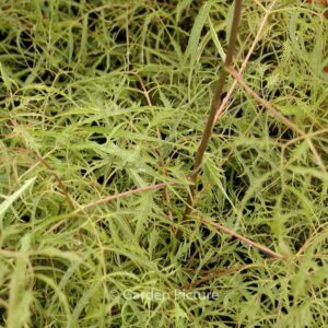 Aruncus dioicus 'Kneiffii'