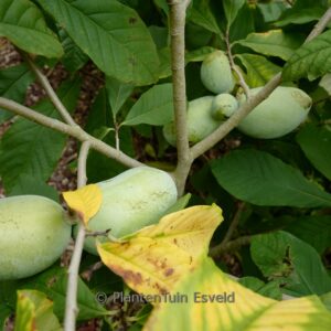 Asimina triloba 'Prolific'