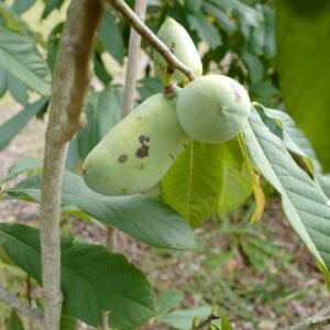 Asimina triloba 'Sunflower'