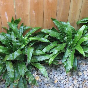 Asplenium scolopendrium