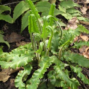 Asplenium scolopendrium 'Angustifolia'
