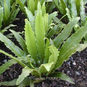 Asplenium scolopendrium 'Undulata'