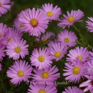 Aster 'Alice Haslam'