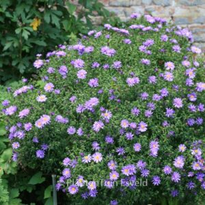 Aster 'Blaue Lagune'
