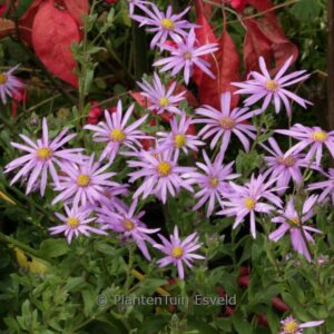 Aster 'Cotswold Gem'