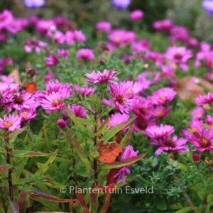 Aster 'Jenny'
