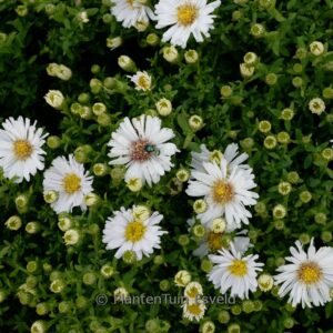 Aster 'Kristina'