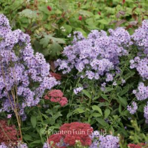 Aster 'Little Carlow'