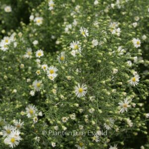Aster 'Monte Cassino'