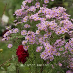 Aster 'Pink Star'