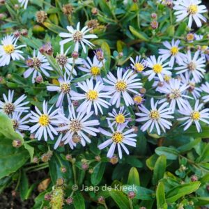 Aster ageratoides 'Adustus Nanus'