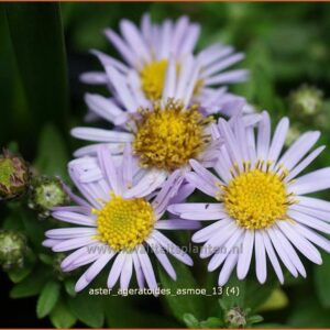 Aster ageratoides 'Asmoe'