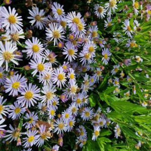 Aster ageratoides 'Blaukuppel'