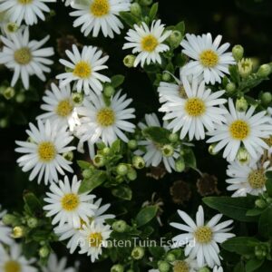 Aster ageratoides 'Starshine'