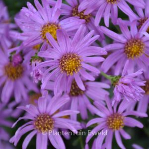 Aster amellus 'Brilliant'