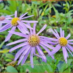 Aster amellus 'Danzig'