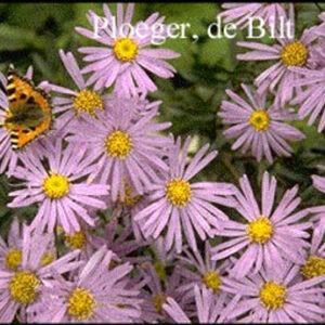 Aster amellus 'Dr. Otto Petschek'