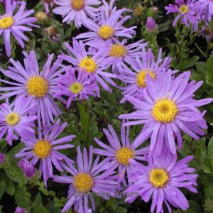 Aster amellus 'Gr&uuml;nder'