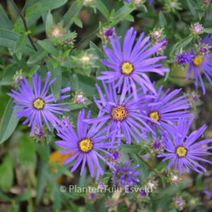 Aster amellus 'Veilchenkoenigin'
