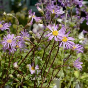 Aster azureus