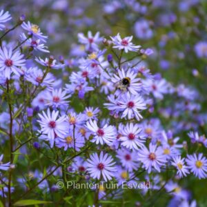 Aster cordifolius 'Photograph'