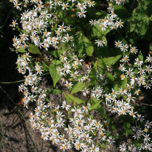 Aster cordifolius 'Silver Spray'