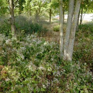 Aster divaricatus 'Beth Chatto'