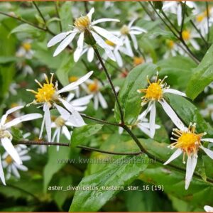 Aster divaricatus 'Eastern Star'