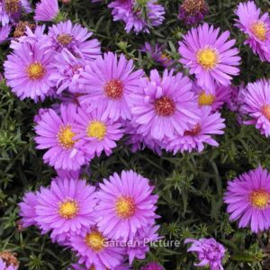 Aster dumosus 'Augenweide'