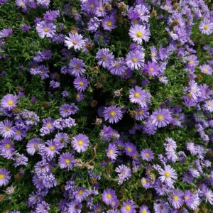 Aster dumosus 'Azurro'