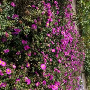 Aster dumosus 'Starlight'