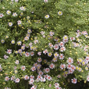 Aster ericoides 'Lovely'